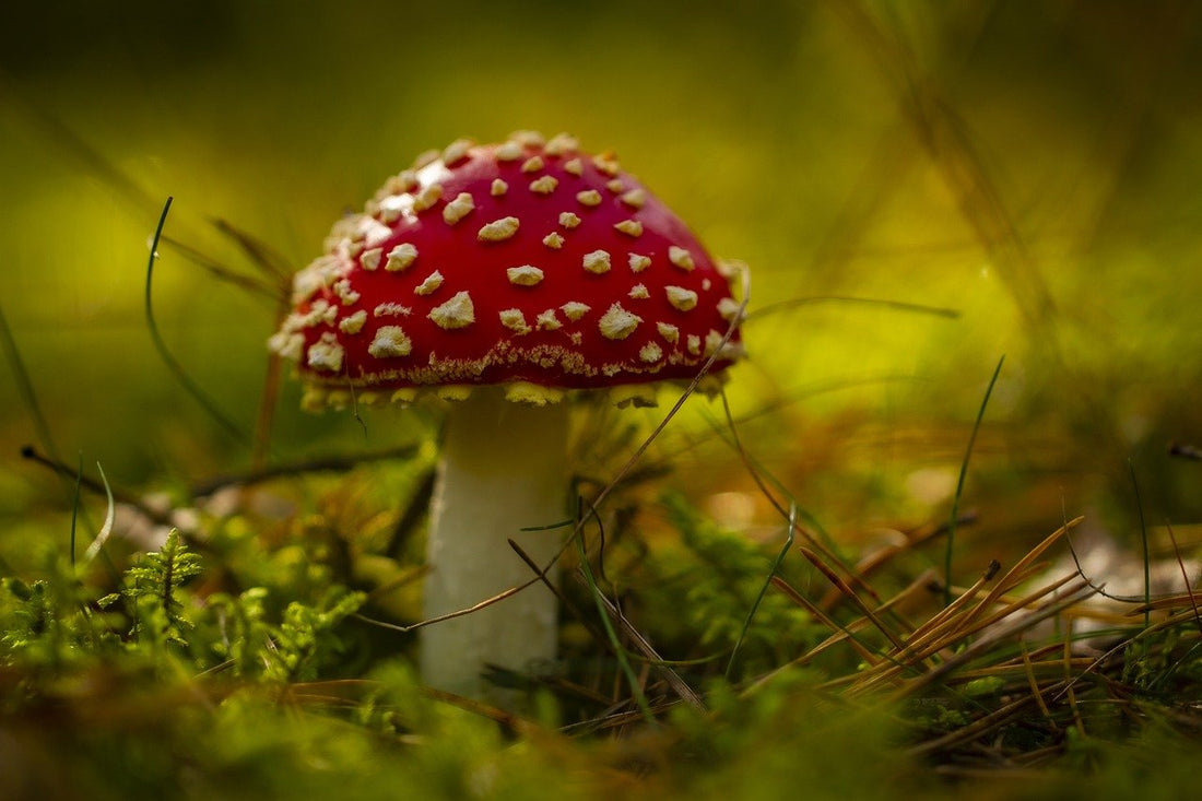 The Glücklicher Pilz: What is The Lucky Christmas Mushroom?